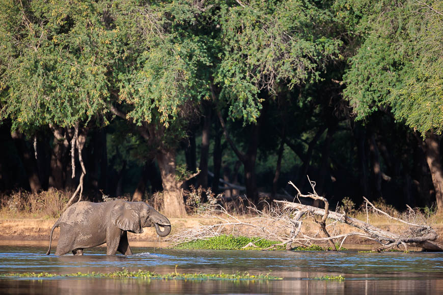 Images of wildlife from photo safari with edward selfe in zambia.