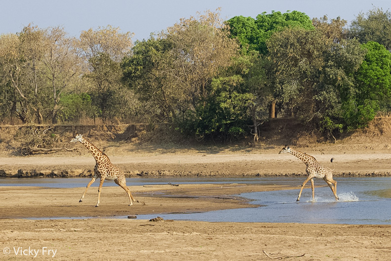 Two giraffes splash through the river in South Luangwa National Park