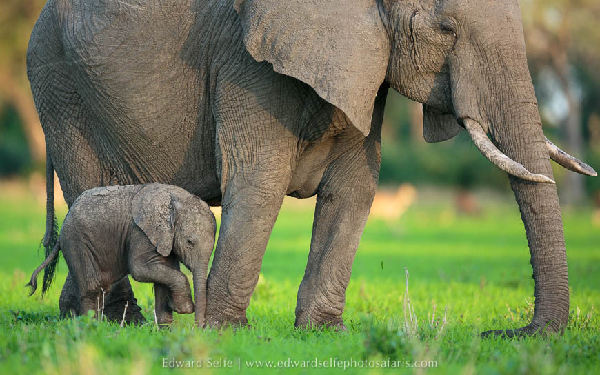 Wildlife image from photo safari with edward selfe in south luangwa national park.