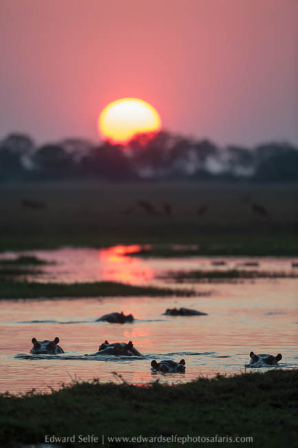 Wildlife image from a photo safari with edward selfe.