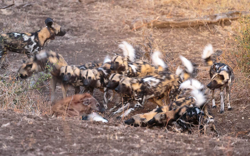 Wildlife image from photo safari with edward selfe in south luangwa national park.