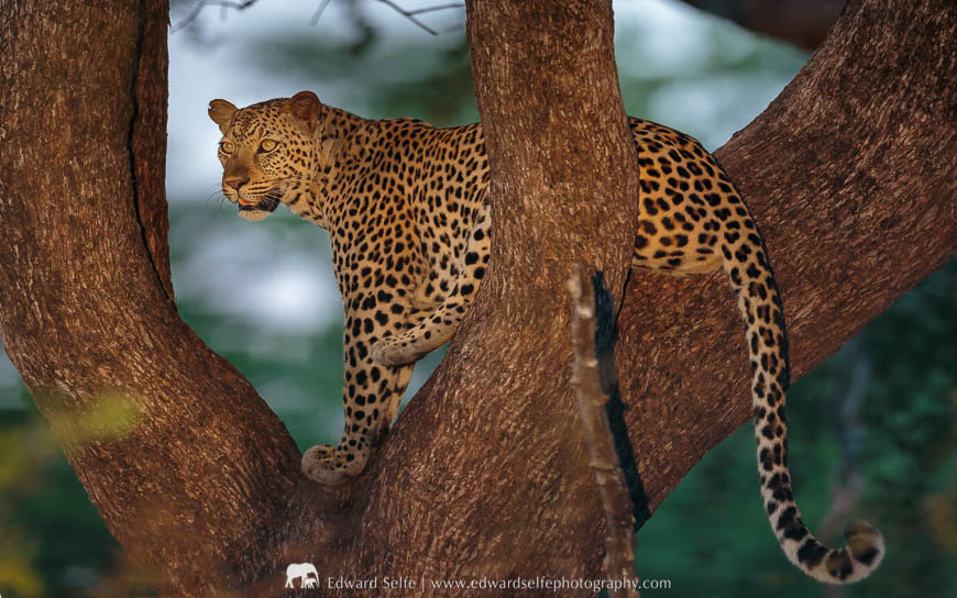 A leopard pauses during a climb down from her tree during a photo safari with Edward Selfe in South Luangwa National Park