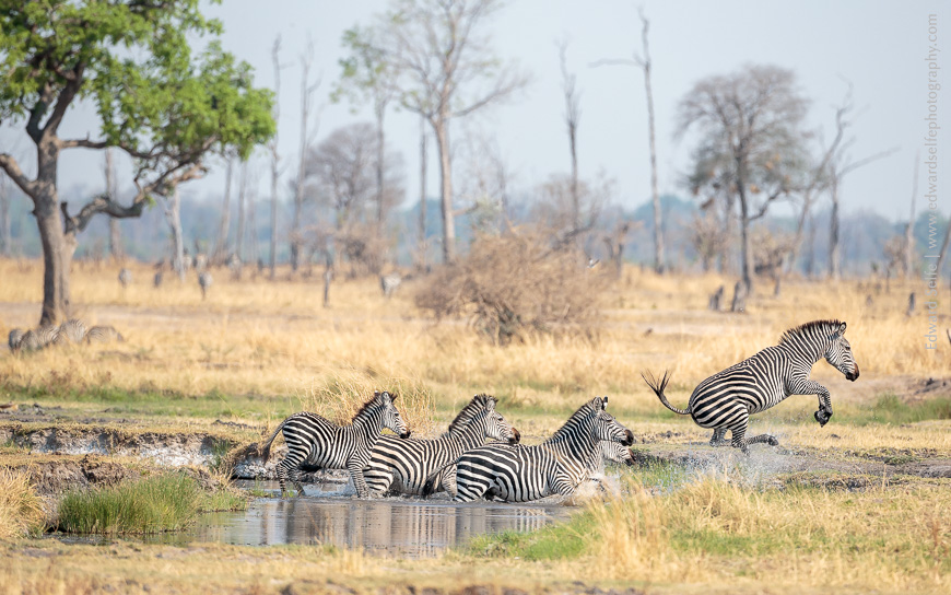Zebras charge through a waterhole in Nsefu Sector in South Luangwa.
