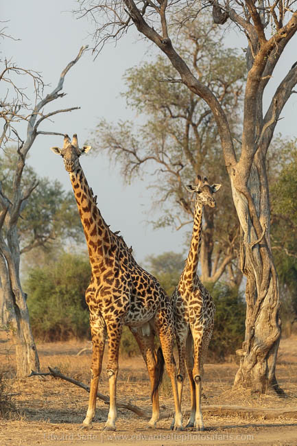 Wildlife image from photo safari with edward selfe in south luangwa national park.