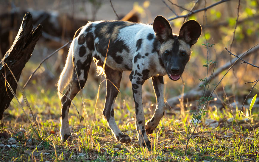 Wildlife image from a photo safari with edward selfe.