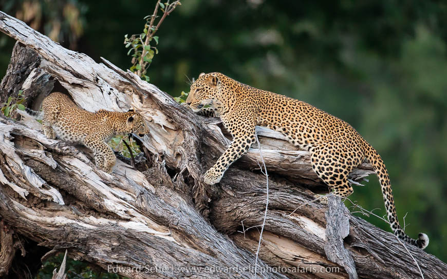 Wildlife image from photo safari with edward selfe.