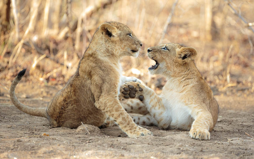 Wildlife image from photo safari with edward selfe in south luangwa national park.