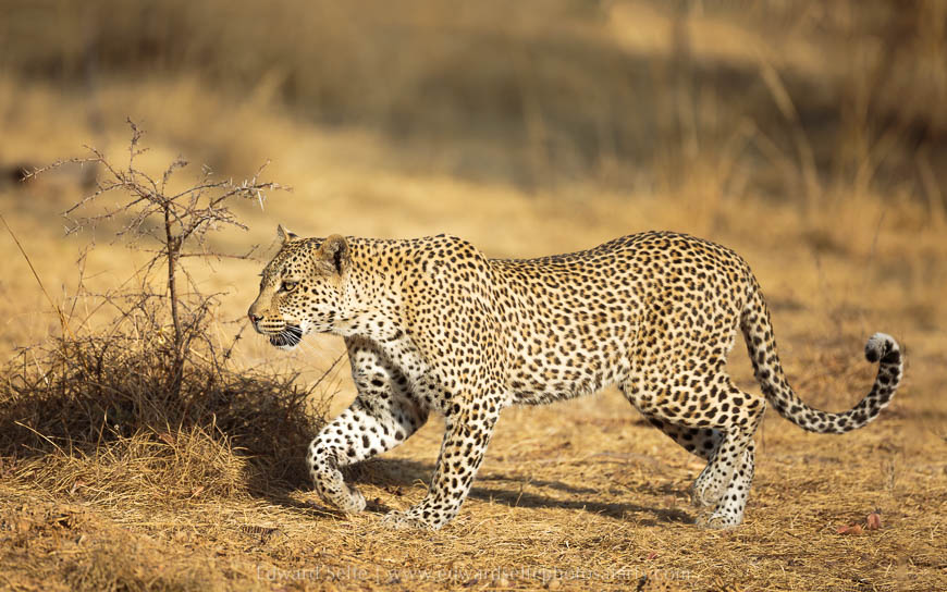 Wildlife image from photo safari with edward selfe safaris.