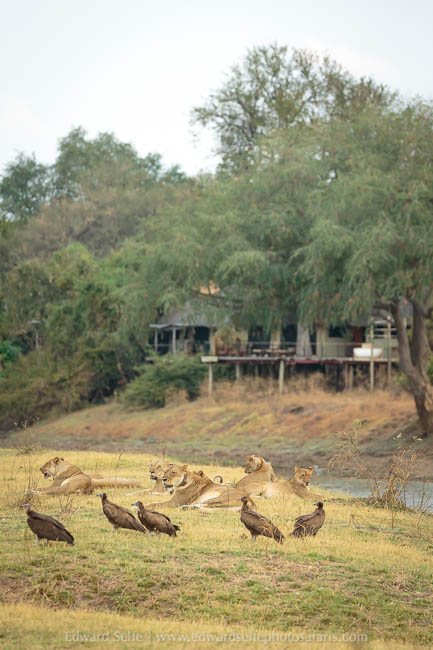 Wildlife image from a photo safari with edward selfe.