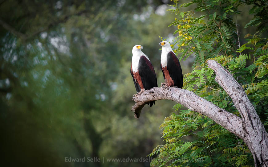 A pair of Fish-eagles hunt over a shallow pond in the South Luangwa National Park
