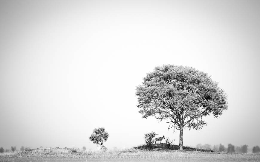 Wildlife image from photo safari with edward selfe safaris.