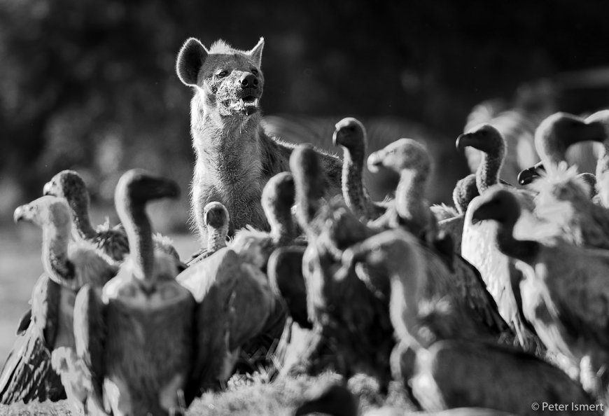A hyaena against a foreground of vultures in South Luangwa National Park.