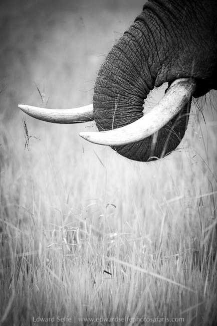 Wildlife image from photo safari in south luangwa with edward selfe.