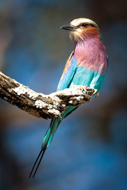Images of wildlife from photo safari with edward selfe in south luangwa.