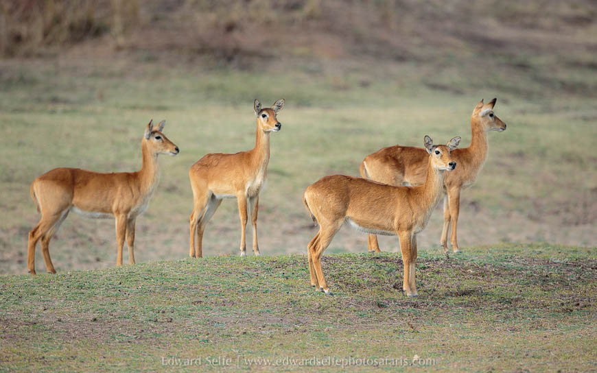 Pukus watching lions mate on photo safari in south luangwa national park.
