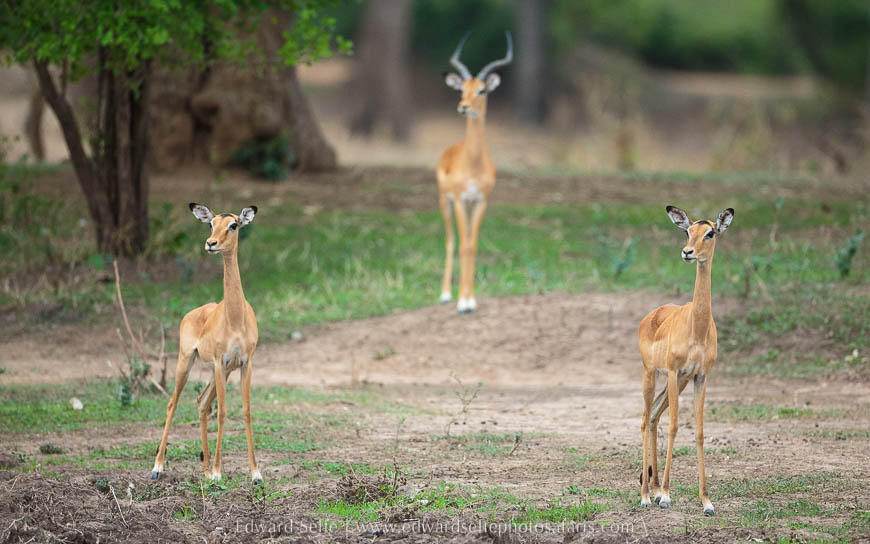Wildlife image from photo safari with edward selfe in south luangwa national park.