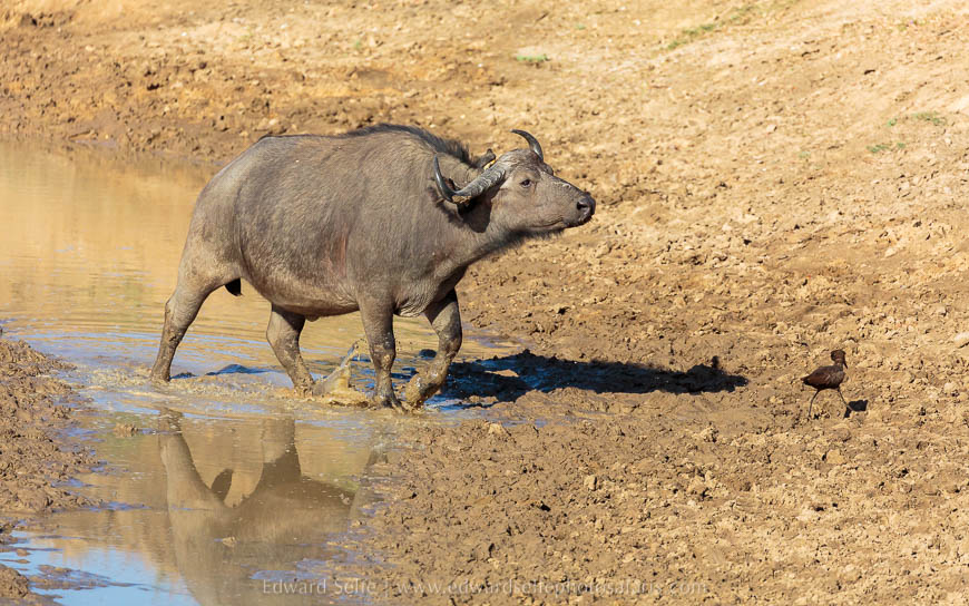 Wildlife image from photo safari with edward selfe in south luangwa national park.