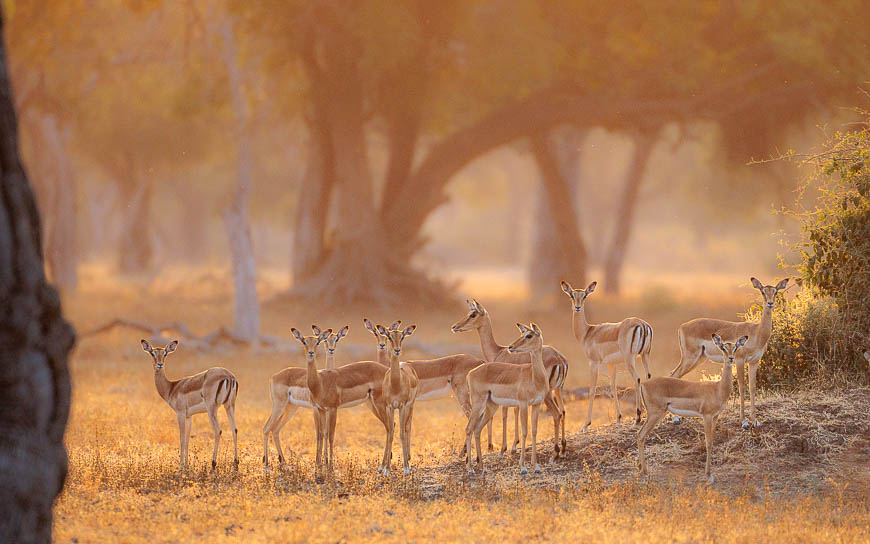 Images of wildlife from photo safari with edward selfe in the nsefu sector.