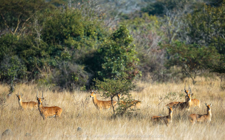 Wildlife image from a photo safari with edward selfe.