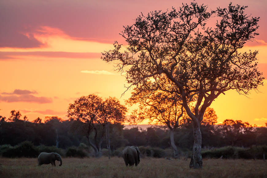 Images of wildlife from photo safari with edward selfe in zambia.