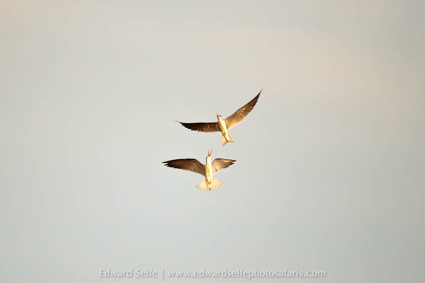 Wildlife image from photo safari with edward selfe.