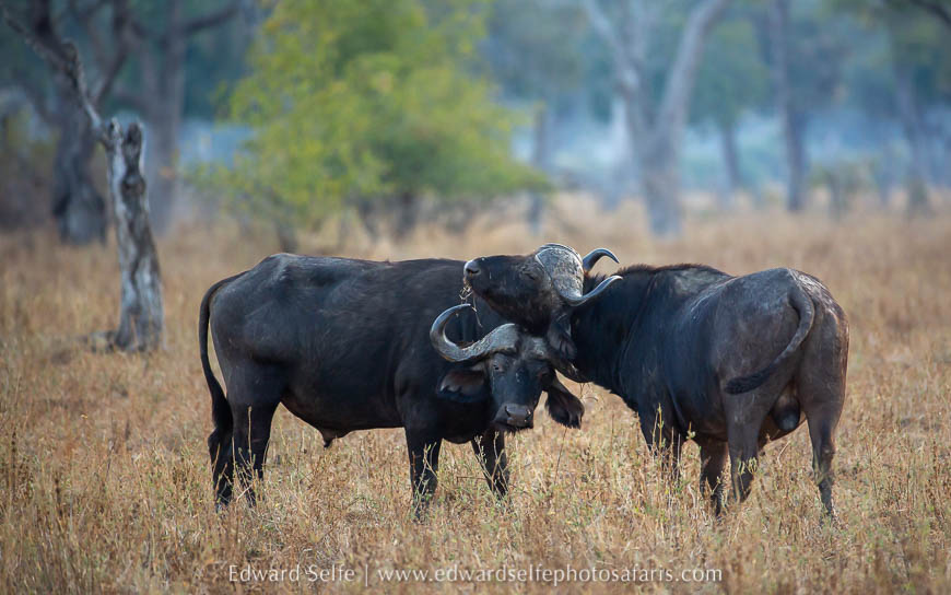 Wildlife image from photo safari with edward selfe.