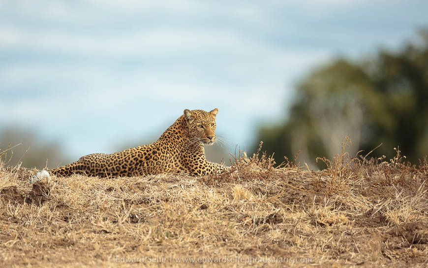 Leopard resting on a mound photo safari in south luangwa national park.