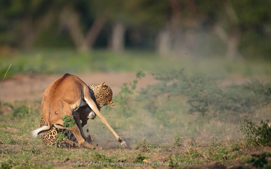 Wildlife image from photo safari with edward selfe.