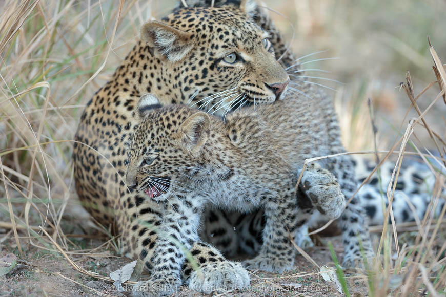 Leopard and her cub on photo safari with edward selfe in south luangwa national park.