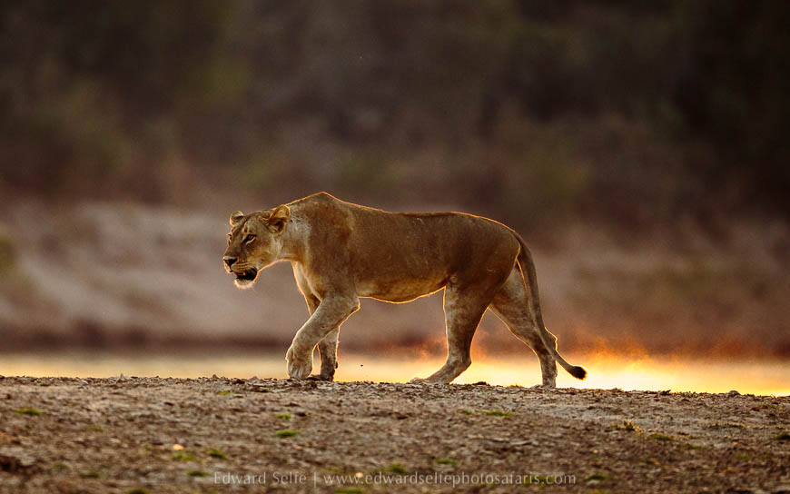 Wildlife image from photo safari with edward selfe in south luangwa national park.