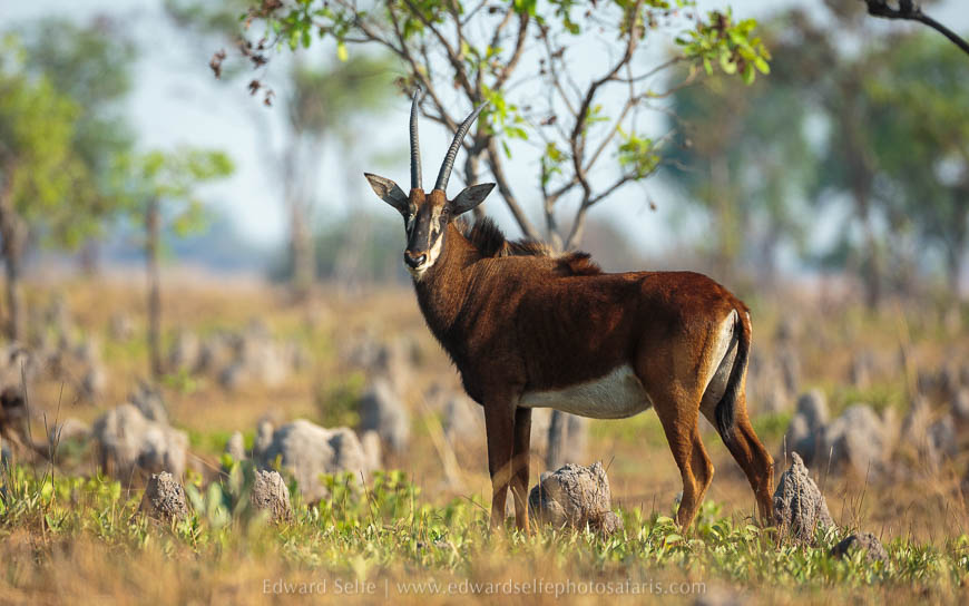 Wildlife image from photo safari with edward selfe safaris.