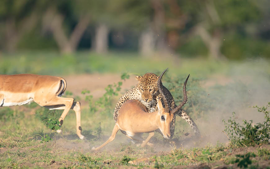 Wildlife image from photo safari with edward selfe.