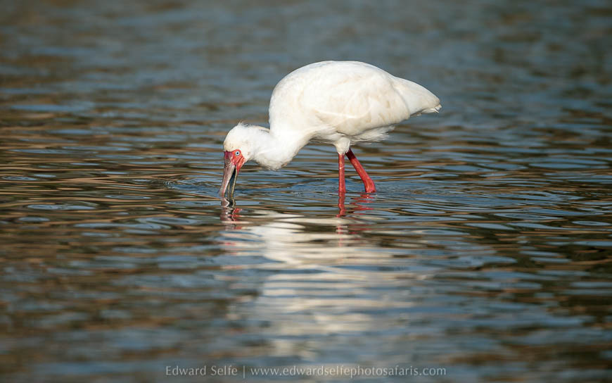 Wildlife image from photo safari with edward selfe in south luangwa national park.