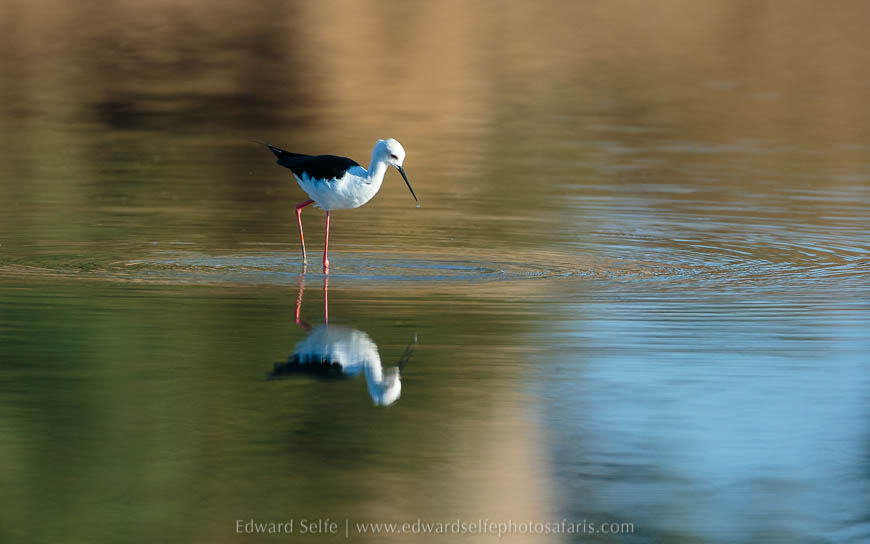 Wildlife image from photo safari with edward selfe in south luangwa national park.