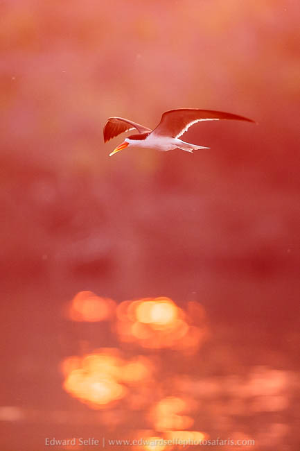 Wildlife image from a photo safari with edward selfe.