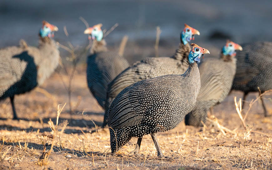 A flock of guinea-fowl on photo safari with edward selfe in south luangwa national park.