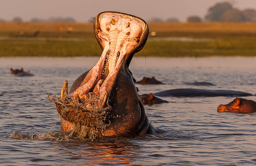 Andre erlichs image of wildlife from photo safari with edward selfe in zambia.