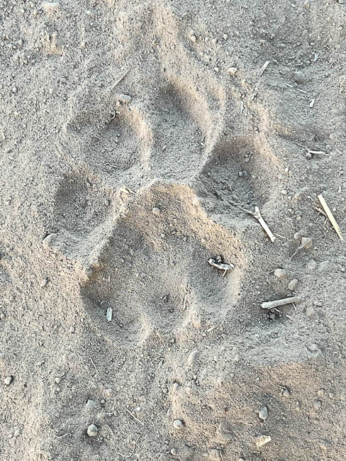 Images of wildlife from photo safari with edward selfe in the south luangwa np.