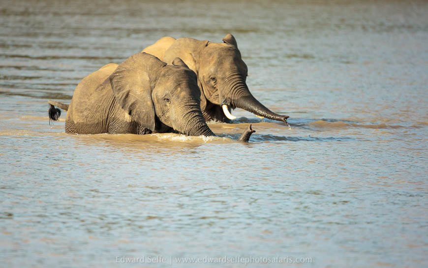 Wildlife image from photo safari with edward selfe in south luangwa national park.