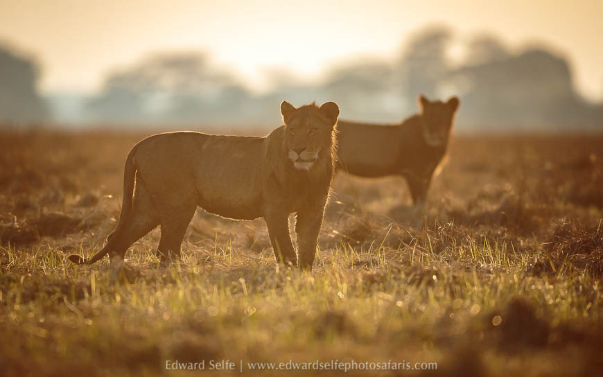 Wildlife image from a photo safari with edward selfe.