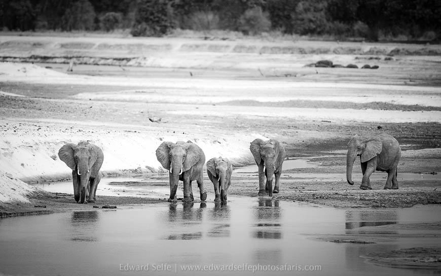 Wildlife image from photo safari with edward selfe in south luangwa national park.