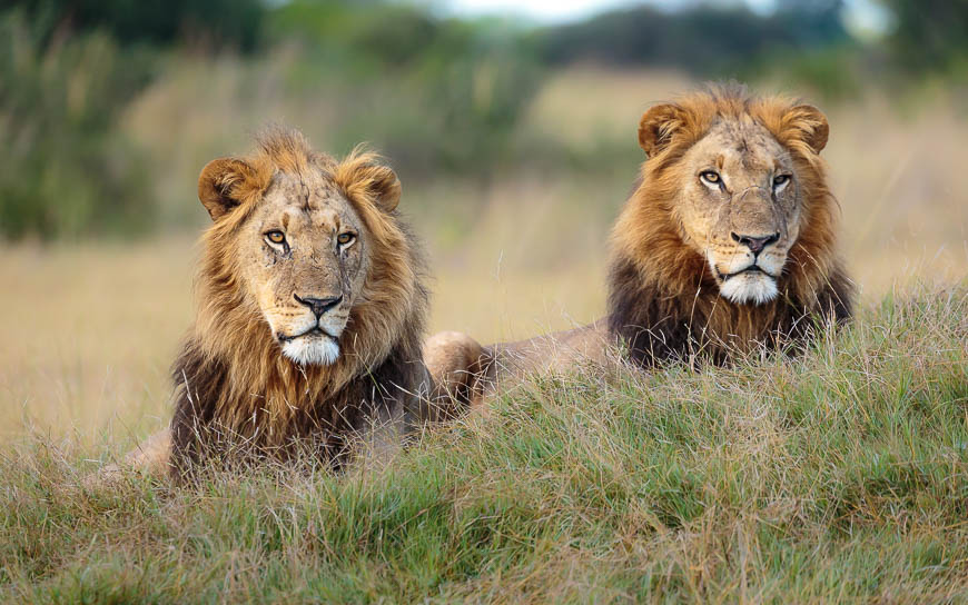 Images of wildlife from photo safari with edward selfe