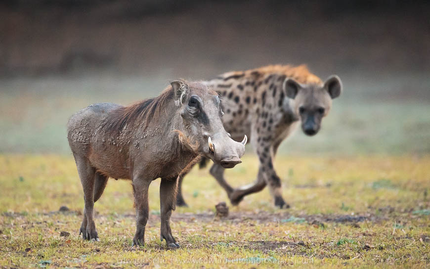 Wildlife image from photo safari with edward selfe in south luangwa national park.