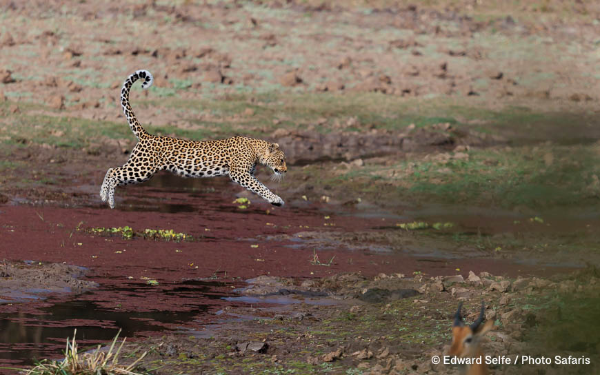 Wildlife image by edward selfe as part of a sequence leopard jumping across channel.