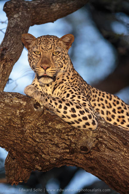 Wildlife image on photo safari with edward selfe in south luangwa national park.
