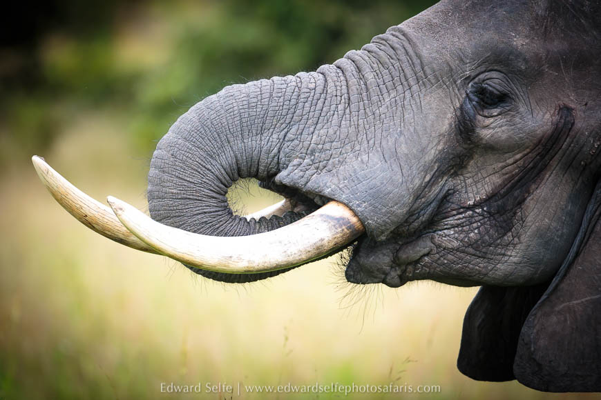 Wildlife image from photo safari in south luangwa with edward selfe.