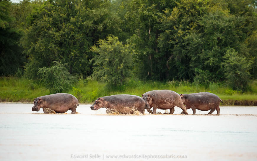 Wildlife image from the flooded luangwa by edward selfe.