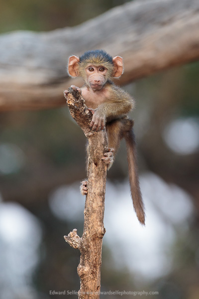 A normal-coloured 2-month-old baboon in South Luangwa National Park