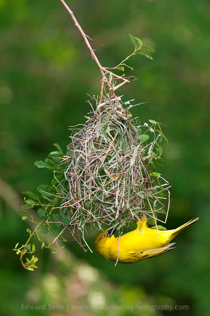 A spectacled weaver inspects a nest in South Luangwa National Park