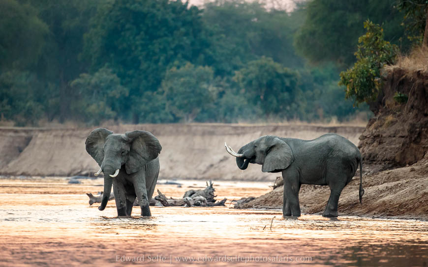 2 elephants cross the river on photo safari with edward selfe in south luangwa national park.